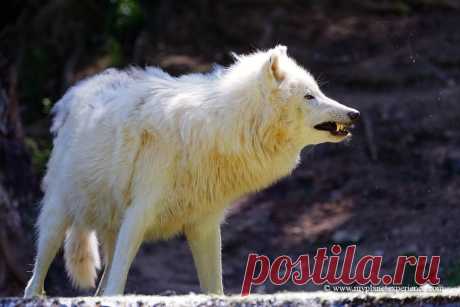 Arctic Wolf Portrait of Artc Wolf, Espace Zoologique, Saint Martin La Plaine, France  The Arctic wolf, Canis lupus arctos, also known as the white wolf or polar wolf, is a subspecies of grey wolf native to Canada's Queen Elizabeth Islands, from Melville Island to Ellesmere Island. Arctic wolves inhabit the Arctic regions of North America and Greenland. Thanks to its isolation, the Arctic wolf is not threatened by hunting and habitat destruction in the same way as its south...