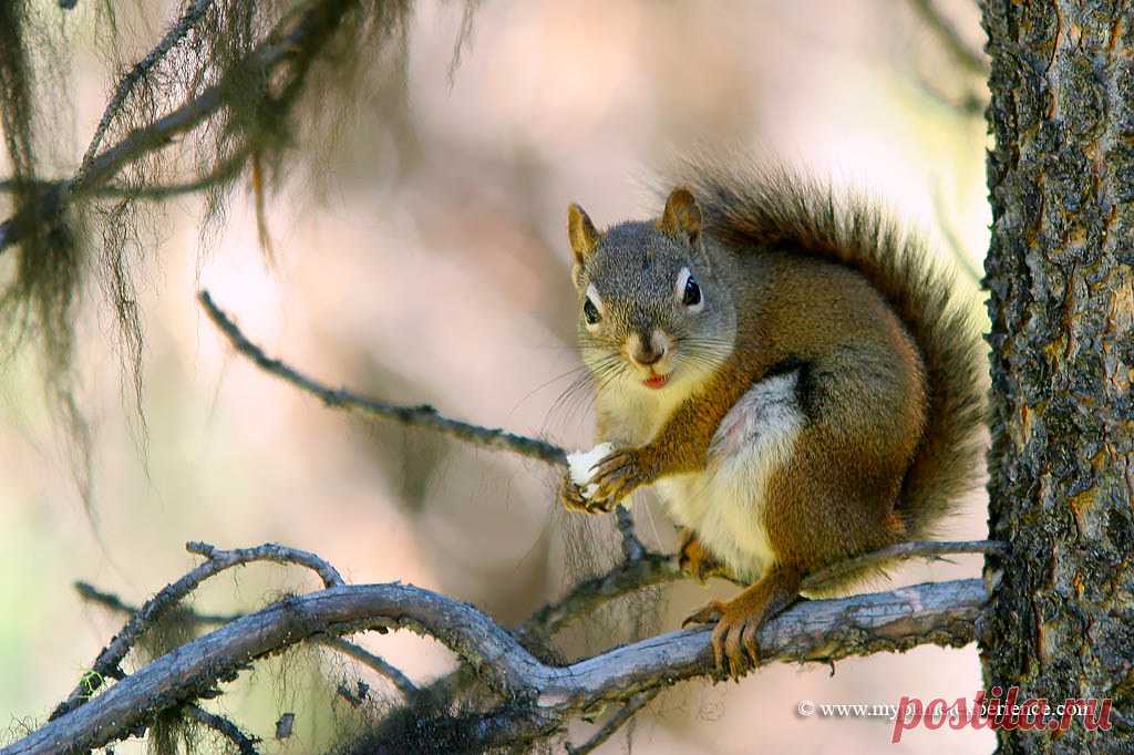 Red Squirrel Red Squirrel, Jasper national park, Alberta, Canada  This squirrel seems to say : 