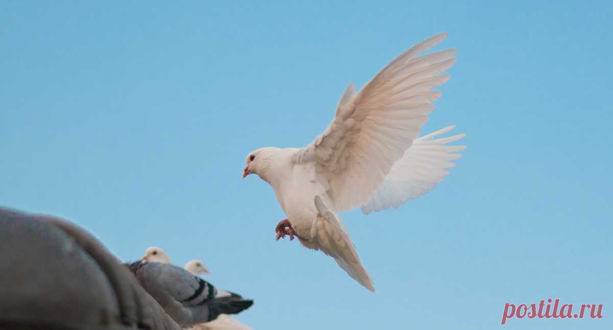 Почему день Святого Духа празднуется, а день Отца и Сына нет? - Православный журнал «Фома» Священник Евгений МУРЗИН
