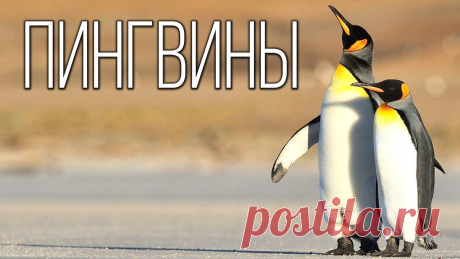 ПИНГВИНЫ:Удивительные нелетающие птицы