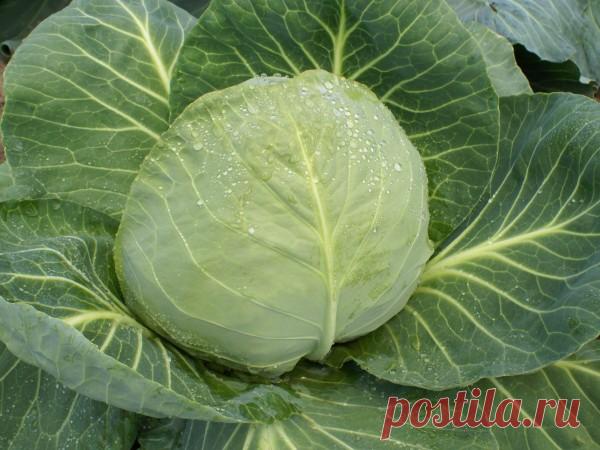 Капуста белокочанная посадка и уход — Ⴚα∂ ℨα୮০τ০Ᏸҡα