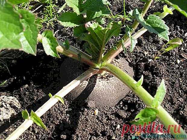 Черная редька посадка и уход — Ⴚα∂ ℨα୮০τ০Ᏸҡα