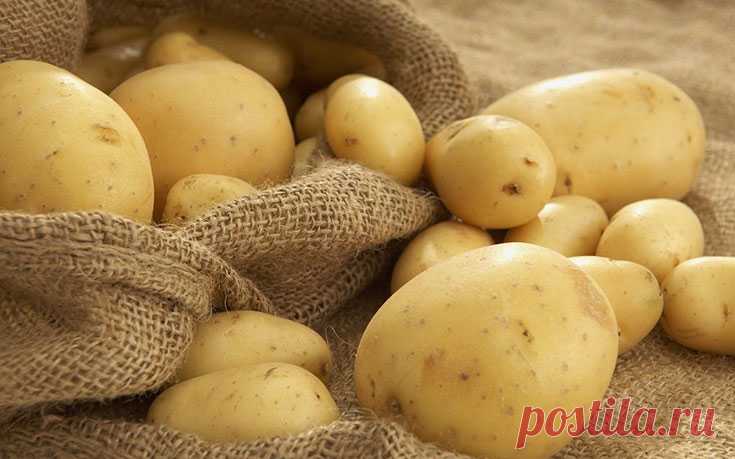 Картофель посадка и уход — Ⴚα∂ ℨα୮০τ০Ᏸҡα
