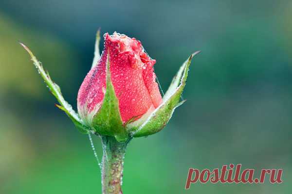 Розы черенками – маленькое чудо — Ⴚα∂ ℨα୮০τ০Ᏸҡα