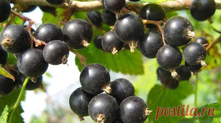 Размножение черной смородины черенками — Ⴚα∂ ℨα୮০τ০Ᏸҡα