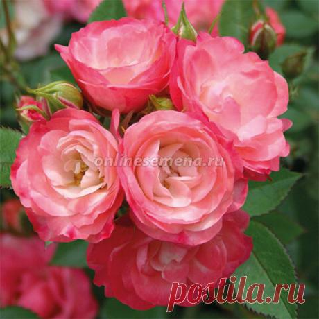 Роза штамбовая миниатюрная Тини Вини Пинк (штамб 45) из каталога Саженцы роз – купить с доставкой по Москве и России в Onlinesemena