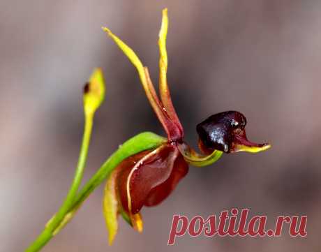 Орхидея Сорта Утка ( 20 фото )