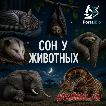 Кто спит больше всех? Шокирующие факты о сне животных | PortalBio