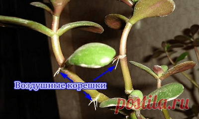 Как размножить денежное дерево: пошаговая инструкция с фото
