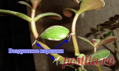 Как размножить денежное дерево: пошаговая инструкция с фото