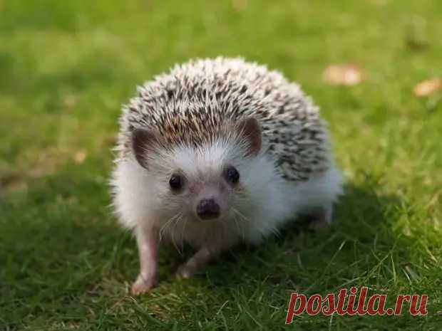 Интересные факты о ежах.