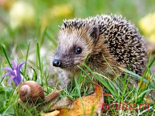 Интересные факты о ежах