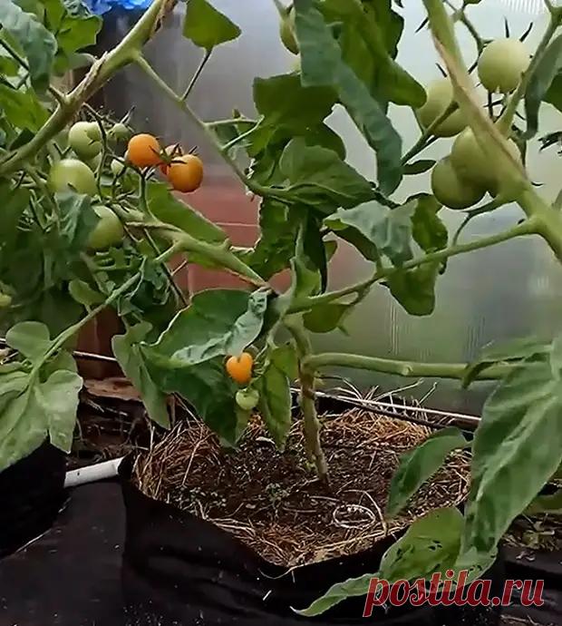 Соседи смеялись над моей ржавой бочкой — а теперь просят сделать такое же приспособление, дачники точно оценят - Сам себе мастер - Социальная сеть 