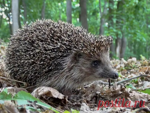 Интересные факты о ежах.