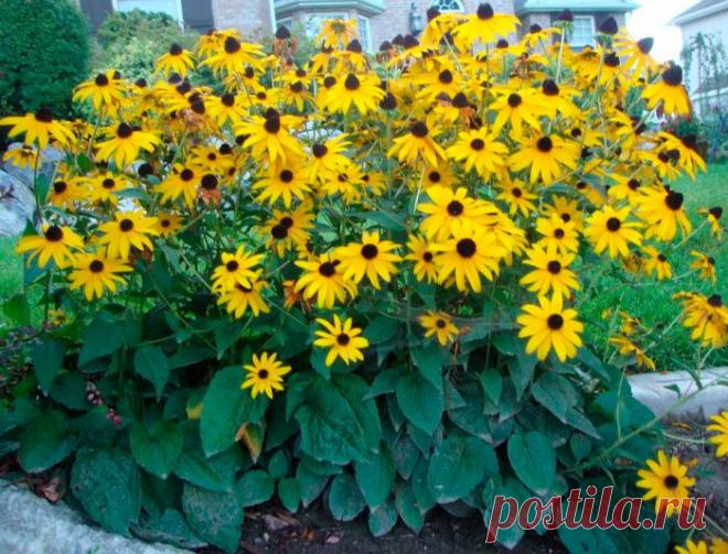 Рудбекия – Google Поиск