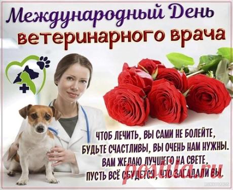 Уважаемые ветеринары, я поздравляю вас с этим замечательным праздником. Ваша профессия настоящее, незаменимое сокровище для братьев наших меньших. Открытки на Международный день ветеринарного врача!