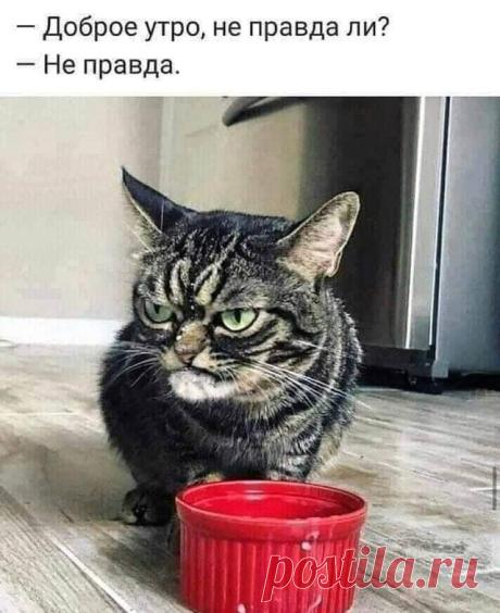 Доброе утро Смешной анекдот: Доброе утро. Читайте самые свежие шутки и приколы.
