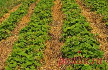 Правило четырех грядок для клубники