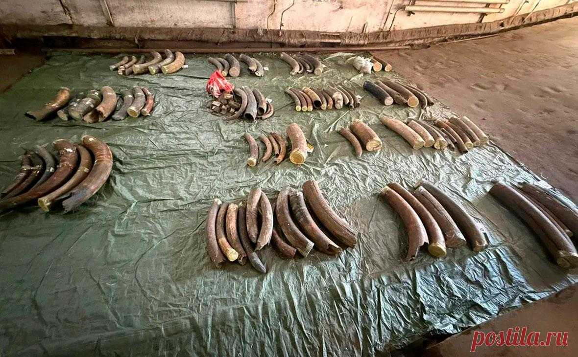 Двое иностранцев попытались вывезти в Китай тонну бивней мамонтов. Таможенники