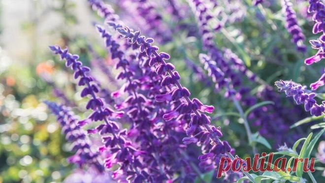 Шалфей – Google Поиск