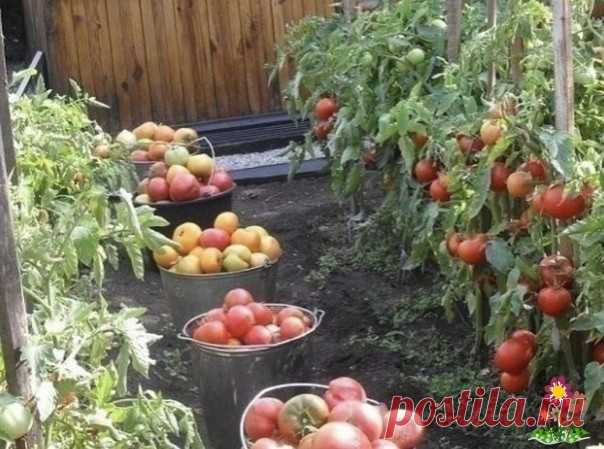 MOИ ЗАΠОΒЕДИ BЫРАЩИΒАΗИЯ ТOMAТОΒ. Χочу подeлитьcя cвоим опытом c вaми: