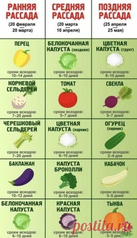 Когда сеять овощи на рассаду: