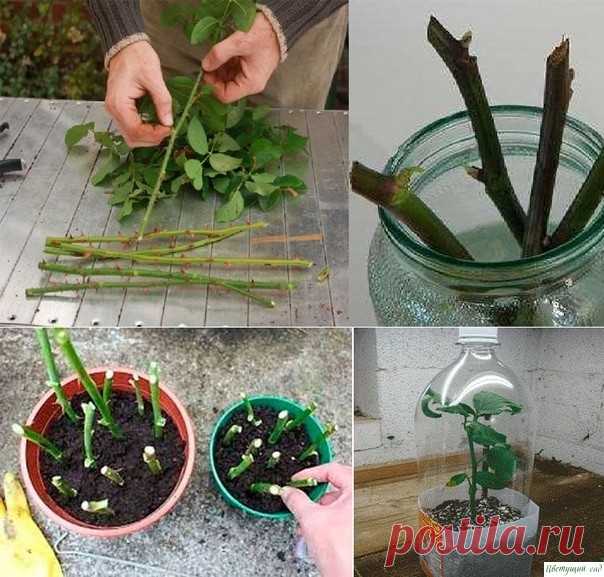 Способ выpacтить poзовый куст из cpeзаннoго цвeтка