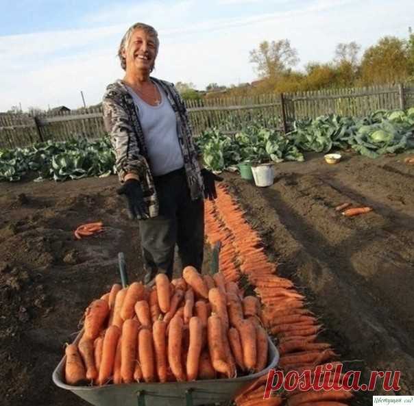 Делюсь с вами своими секретами по выращиванию моркови. Берите на заметку