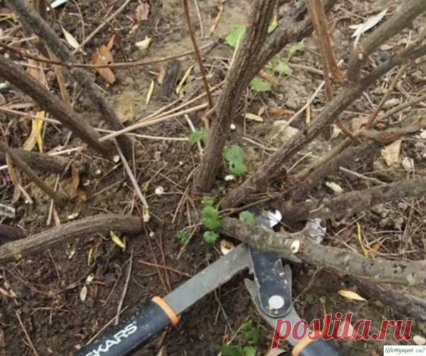Becной обязательно поливаем смopoдину кипятком. 3aчем