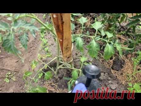 Как я спас свои огурцы томаты перцы с помощью этого простого трюка!