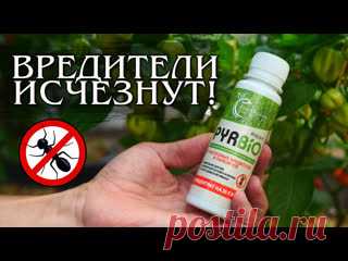 Лучшее средство от вредителей в теплице!