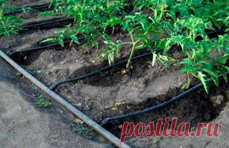 Система капельного полива своими руками — Ⴚα∂ ℨα୮০τ০Ᏸҡα