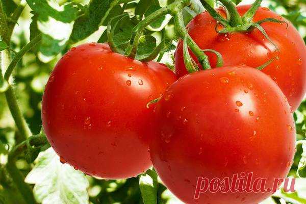 Самые урожайные сорта томатов — Ⴚα∂ ℨα୮০τ০Ᏸҡα