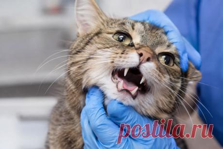 🐱🦷 Кошачий стоматит — не просто воспаление десен.

Это серьезное хроническое заболевание, которое может причинять кошке постоянную боль и мешать нормально есть, умываться и вести привычный образ жизни.

Почему стоматит отличается от гингивита?
Когда действительно требуется удаление зубов?
Сможет ли кошка нормально питаться после операции?
И что делать, если воспаление сохраняется после лечения?

Разбираем эти вопросы подробно и без мифов. 🩺🐾

#Кошки Изображение от ChatGPT