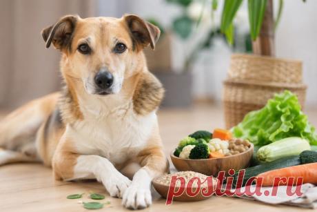🐶🌱 Веганское питание для собак — тренд или реальная польза? Разбираем научный взгляд: от пользы для экологии до рисков дефицита витаминов и аминокислот.

Важно не мода, а здоровье питомца ❤️
Рацион должен быть сбалансирован и продуман до мелочей 🧠

#собаки#веганство#питаниесобак#здоровьесобак#ветеринария
Изображение от ChatGPT