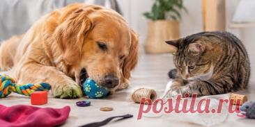🐶🐱 Любопытство питомца иногда заканчивается опасным приключением: игрушки, нитки, пластик, кости и даже мелкие бытовые предметы могут оказаться в желудке или кишечнике. Почему нельзя ждать появления тяжелых симптомов и когда требуется операция? Разбираемся подробно. 🩺

#Ветеринария#Собаки#Кошки#ЗдоровьеПитомцев#УходЗаЖивотными#Ветеринар#ДомашниеЖивотные#ИнородноеТело
Изображение от ChatGPT
