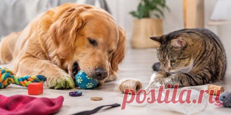 🐶🐱 Любопытство питомца иногда заканчивается опасным приключением: игрушки, нитки, пластик, кости и даже мелкие бытовые предметы могут оказаться в желудке или кишечнике. Почему нельзя ждать появления тяжелых симптомов и когда требуется операция? Разбираемся подробно. 🩺

#Ветеринария#Собаки#Кошки#ЗдоровьеПитомцев#УходЗаЖивотными#Ветеринар#ДомашниеЖивотные#ИнородноеТело
Изображение от ChatGPT