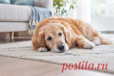 🐕 Собака внезапно перестала вставать или ходить? Это не всегда просто усталость.

Причиной могут быть проблемы с позвоночником и спинным мозгом, сильная боль, неврологические нарушения, отравление или проблемы с кровообращением.

⚠️ Разбираем опасные симптомы и рассказываем, что делать до осмотра ветеринарного врача.

#собаки#ветеринария#здоровьесобак#ветеринар#питомцы
Изображение от ChatGPT