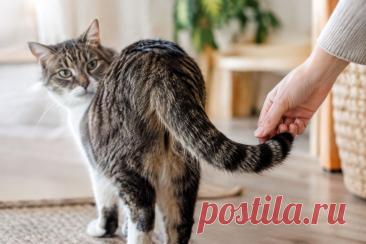 🐱 Хвост кошки — не просто средство поддержания равновесия. Его травма может затрагивать кожу, кости, суставы и нервные структуры.

⚠️ Если после удара хвост перестал двигаться, изменил форму или появились проблемы с мочеиспусканием, животному необходим ветеринарный осмотр.

#кошки #ветеринария #здоровьеКошек #травмы #ветеринарнаяпомощь 
Изображение от ChatGPT