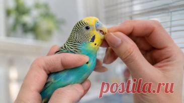 🦜 Здоров ли клюв вашей птицы?
Клюв — не просто инструмент для еды. По его состоянию можно заметить важные изменения в здоровье питомца: деформацию, чрезмерный рост, трещины, изменение цвета или проблемы с приемом пищи. Но самостоятельно подпиливать или обрезать клюв опасно ❗ Разбираемся, какие признаки нельзя игнорировать и почему профилактический осмотр у ветеринарного врача так важен. 🐦 Заботьтесь о питомце — маленькие изменения иногда имеют большое значение. Изображение от ChatGPT