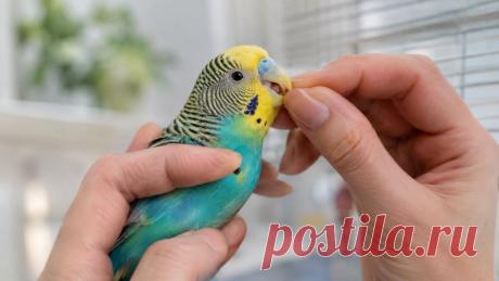 🦜 Здоров ли клюв вашей птицы?
Клюв — не просто инструмент для еды. По его состоянию можно заметить важные изменения в здоровье питомца: деформацию, чрезмерный рост, трещины, изменение цвета или проблемы с приемом пищи. Но самостоятельно подпиливать или обрезать клюв опасно ❗ Разбираемся, какие признаки нельзя игнорировать и почему профилактический осмотр у ветеринарного врача так важен. 🐦 Заботьтесь о питомце — маленькие изменения иногда имеют большое значение. Изображение от ChatGPT