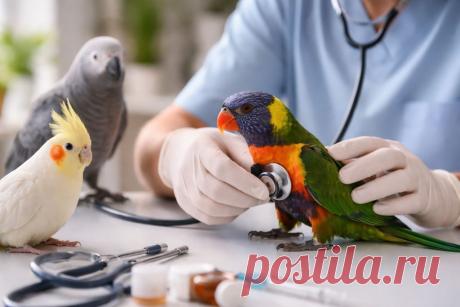 🦜 Здоровье домашних и экзотических птиц требует особого внимания! Многие болезни (PDD, пситтакоз, PBFD, полиомавирус, кандидоз) долго протекают скрыто и проявляются уже на поздних стадиях ⚠️

Ранняя диагностика + грамотная терапия = шанс сохранить жизнь питомца ❤️

#птицы#ветеринария#попугаи#здоровьептиц#орнитология
Изображение от ChatGPT