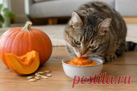 🎃🐈 Можно ли угощать кошку тыквой? Небольшое количество приготовленной мякоти может стать дополнительным источником клетчатки и влаги. Но важно знать, как правильно приготовить овощ, с какой порции начать и когда тыква может навредить питомцу. А ещё — почему тыквенные семечки не заменяют препараты от глистов. 🐾

#Кошки #ЗдоровьеКошек #ПитаниеКошек #СоветыВетеринара 
Изображение от ChatGPT