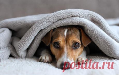 Тревожность у собак — это не «плохое поведение», а реальный стресс 🐶💔
Разбираем причины, симптомы и современные методы помощи: от десенсибилизации до работы с поведением и режимом дня 🧠

Помогите питомцу чувствовать себя спокойно и уверенно 🏡💛

#собаки#психологиясобак#ветеринария#уходзасобакой#тревожностьусобак
Изображение от ChatGPT