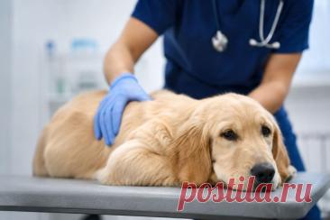 🐶 Кишечная непроходимость у собаки — ждать опасно.

Рвота, вялость, отказ от еды, боль или вздутие живота могут указывать на обструкцию, особенно после проглатывания инородного предмета.

🔎 В статье: симптомы, диагностика, лечение, показания к операции и возможные осложнения.

⚠️ При подозрении на инородное тело важно обратиться к ветеринару как можно раньше.

#собаки#ветеринария#кишечнаянепроходимость#инородноетело#ветеринарнаяхирургия#здоровьепитомца
Изображение от ChatGPT