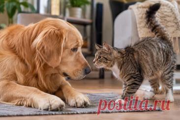 🐶🐱 Собака и кошка в одном доме — не обязательно история о вечном противостоянии. 🐾 При правильном знакомстве животные могут спокойно жить рядом и даже стать настоящими друзьями. Главное — не торопить события, соблюдать дистанцию и учитывать характер каждого питомца. ❤️

#собаки#кошки#питомцы#животные#уходзаживотными#поведениеживотных#ветеринария
Изображение от ChatGPT