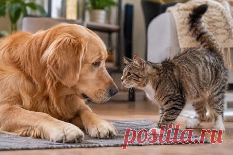 🐶🐱 Собака и кошка в одном доме — не обязательно история о вечном противостоянии. 🐾 При правильном знакомстве животные могут спокойно жить рядом и даже стать настоящими друзьями. Главное — не торопить события, соблюдать дистанцию и учитывать характер каждого питомца. ❤️

#собаки#кошки#питомцы#животные#уходзаживотными#поведениеживотных#ветеринария
Изображение от ChatGPT