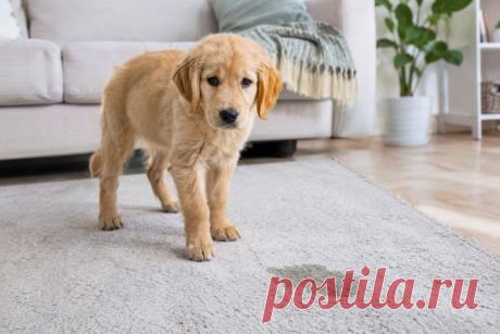 🐶 Лужи дома — не повод ругать щенка! 💚

Как приучить питомца к туалету без криков и стресса? Рассказываем о режиме прогулок, поощрении за успехи и распространённых ошибках, которые мешают обучению.

🐾 Терпение и последовательность творят чудеса!

#Собаки #Щенок #ВоспитаниеСобак #СоветыВладельцам 
Изображение от ChatGPT