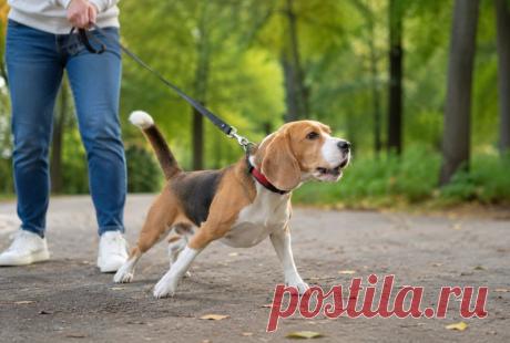 🐕 Почему собака вдруг «взрывается» на поводке, хотя дома — сама доброта?

На прогулке поводок часто усиливает стресс, ограничивает свободу и провоцирует защитную реакцию. Важно не наказывать, а понять причину и правильно скорректировать поведение 💡

Спокойствие, дистанция и грамотная работа творят чудеса 🦴

#собаки#кинология#поведениесобак#дрессировка#питомцы#собака
Изображение от ChatGPT