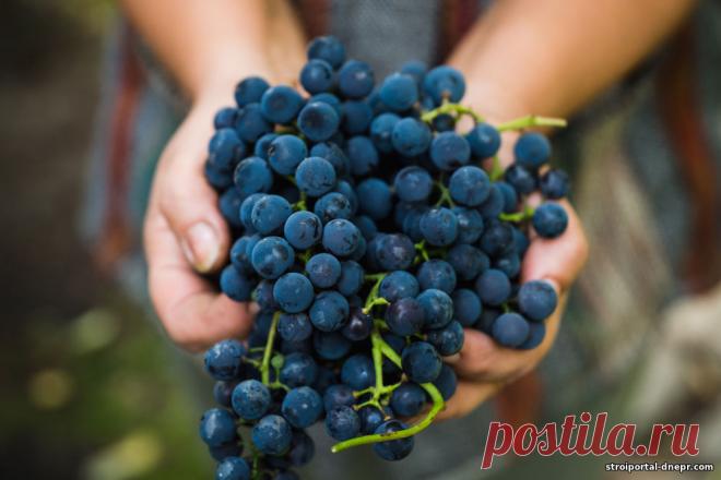 Металлоконструкции помогают виноделам: новая сушилка для барды на ДВКК развивает диверсификацию производства - 21 Марта 2023 - Прораб Днепропетровщины